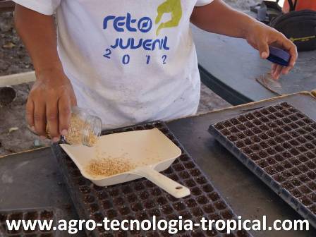 la semilllas se coloca en la palita